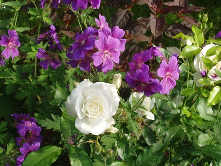 Rose blanche et géranium vivace à Diebolsheim en alsace